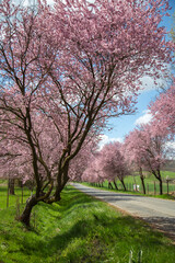 Obraz premium blossom in spring