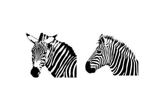Set of zebra head graphics isolated on white background, vector illustration. zebra icon