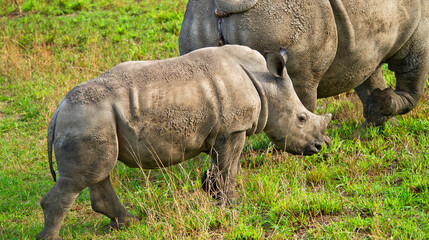 Naklejka premium White Rinhoceros, Ceratotherium simum, Kruger National Park, Mpumalanga, South Africa, Africa