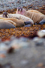 Walrus, Odobenus rosmarus, Arctic, Spitsbergen, Svalbard, Norway, Europe
