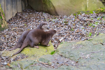 Otter couple looking right and searching for food