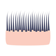 Thick hair thickness type. Skin cross-section with thin strands. Anatomical structure linear scheme. Medical and beauty concept. Vector illustration.