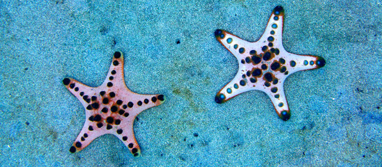 Sea Star, Chocolate Chip Sea Star, Protoreasrer nodosus, Bunaken National Marine Park, Bunaken, North Sulawesi, Indonesia, Asia © Al Carrera