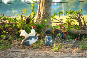 早朝に散歩をする鶏の群れ