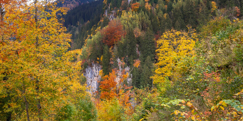 Obraz premium Autumn Mixed Forest, Bavarian Alps, Hohenschwangau, Füssen, Ostallgäu, Bavaria, Germany, Europe