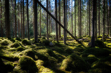 Tree forerst landscape in north of Sweden. Forest therapy and stress relief.