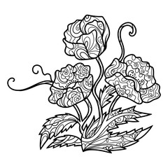 Poppy flower coloring book for adults PNG illustration with transparent background