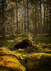Tree forerst landscape in north of Sweden. Forest therapy and stress relief.
