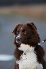 Border collie, pies na spacerze, komendy do psa, tresowany pies, rasowy piękny border collie