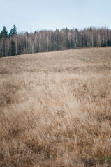 Oset, susza, zimowe rośliny, suche rośliny, rośliny w suszy