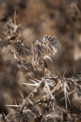 Obraz premium Oset, susza, zimowe rośliny, suche rośliny, rośliny w suszy