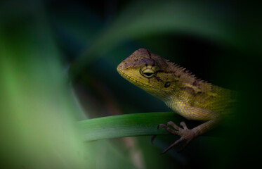 lizard on a tree