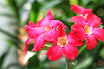 group of pink frangipani flowers (plumeria) on sunny day with natural background. bokeh. close up