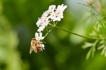 Bee eating pollen of flower in the field.Close up of a striped bee collects honey on a beautiful flower on a sunny day with blue sky. Bee in spring, bee is hunting flower.