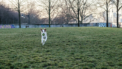 Dogs playing with a ball in the grass