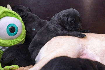 Black labrador puppy lies on his mother 