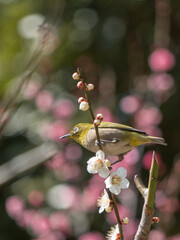 Japanese White-eye and Japanese Apricot