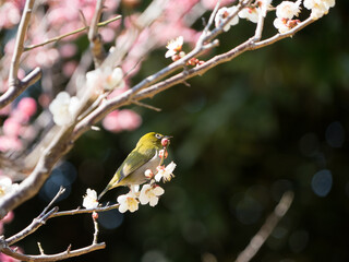 Japanese White-eye and Japanese Apricot