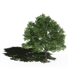 large tree with a shadow under it, isolated on white background, 3D illustration, cg render