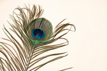 Fototapeta premium A colorful peacock feather casts a light shadow against a white wall.