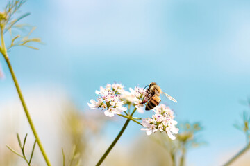 Bee eating pollen of flower in the field.Close up of a striped bee collects honey on a beautiful...