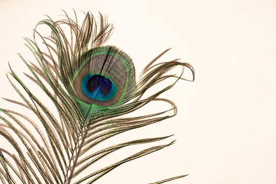 A colorful peacock feather casts a light shadow against a white wall.
