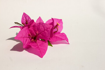 purple paper flowers (bougenville flower) in summer on white paper background.