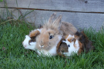 pygmy bunny, guinea pig and dwarf rabbit together on green grass