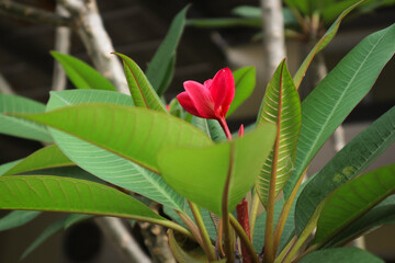 beautiful red plumeria (kamboja) blossoms in bloom