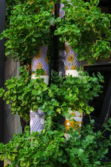 growing hydroponic vegetables with used bottles in the front of the house