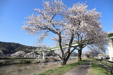 三刀屋川の桜
