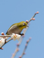 Japanese White-eye and Japanese Apricot with Blue Sky Background