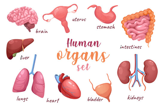 Human organs 3d realistic set. Bundle of brain, uterus, stomach, intestines, kidney, bladder, heart, lungs and liver. Anatomy body medical infographic with isolated elements.