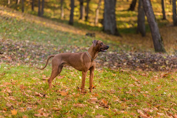Rhodesian Ridgeback is Standing on the Ground.