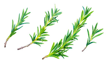 Set of Rosemary sprigs on isolated. Watercolor illustration. Hand drawn botanical spices for cooking of provencal herbs. For design, booklets, restaurant menus.