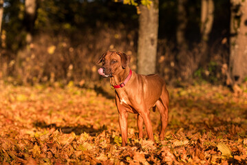 Rhodesian Ridgeback is waiting for command. Open Mouth Tongue Out