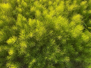 Green natural plant background, pattern of the plant