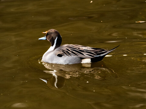 male northern pintail duck wintering in Ueno 1