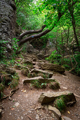 path in the woods