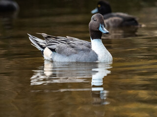 male northern pintail duck wintering in Ueno 6
