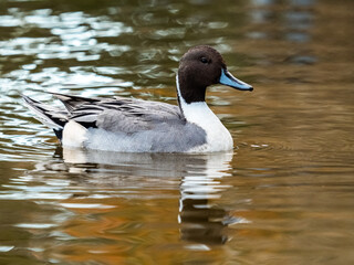 male northern pintail duck wintering in Ueno 7
