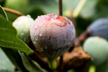 Purple fig fruit hanging from the branch of a fig tree with dew and morning light, ficus carica