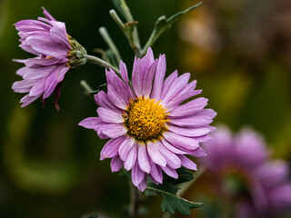 Japanese wild lavender aster flower blooms