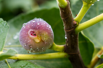 Purple fig fruit hanging from the branch of a fig tree with dew and morning light, ficus carica