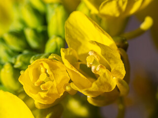 macro shot of wild field mustard flowers 3