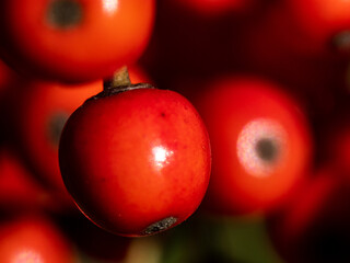macro photo of small red kurogane holly berries 3