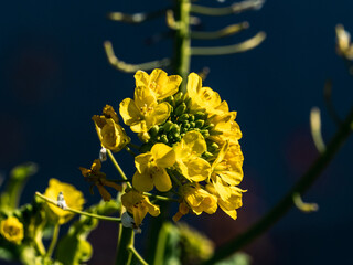 close-up shot of wild field mustard flowers 1