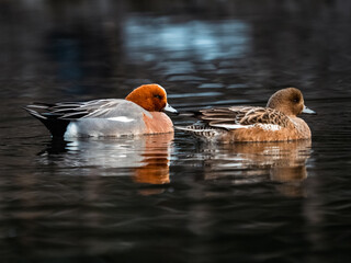 Eurasian wigeons on a park in early morning 1