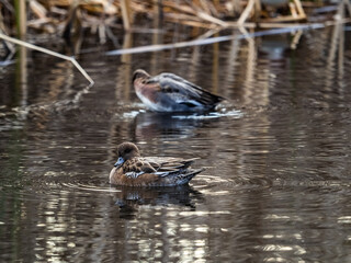 Eurasian wigeons on a park in early morning 7