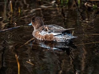 Eurasian wigeons on a park in early morning 8